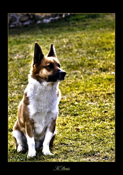 Charlie by Boris K