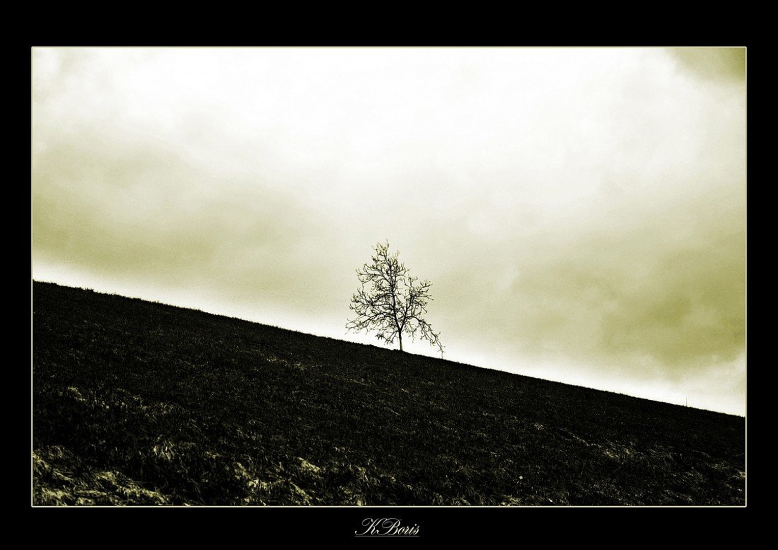 The only tree on earth by Boris K