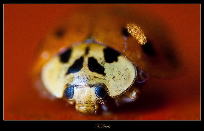 Pika Poka by Boris K