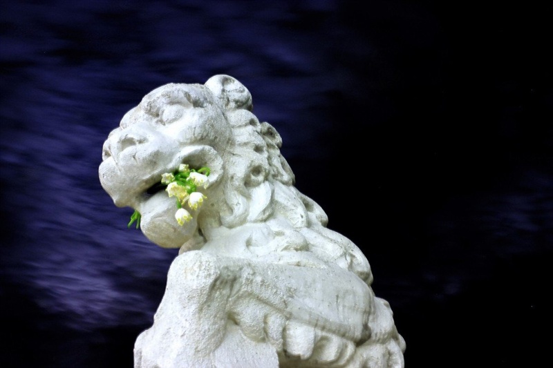 the lion by Jurep666