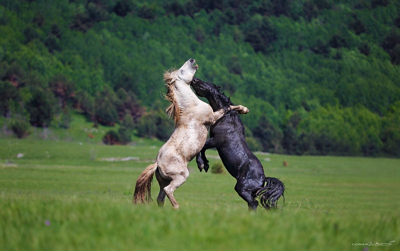 Fight by Goran Jovic