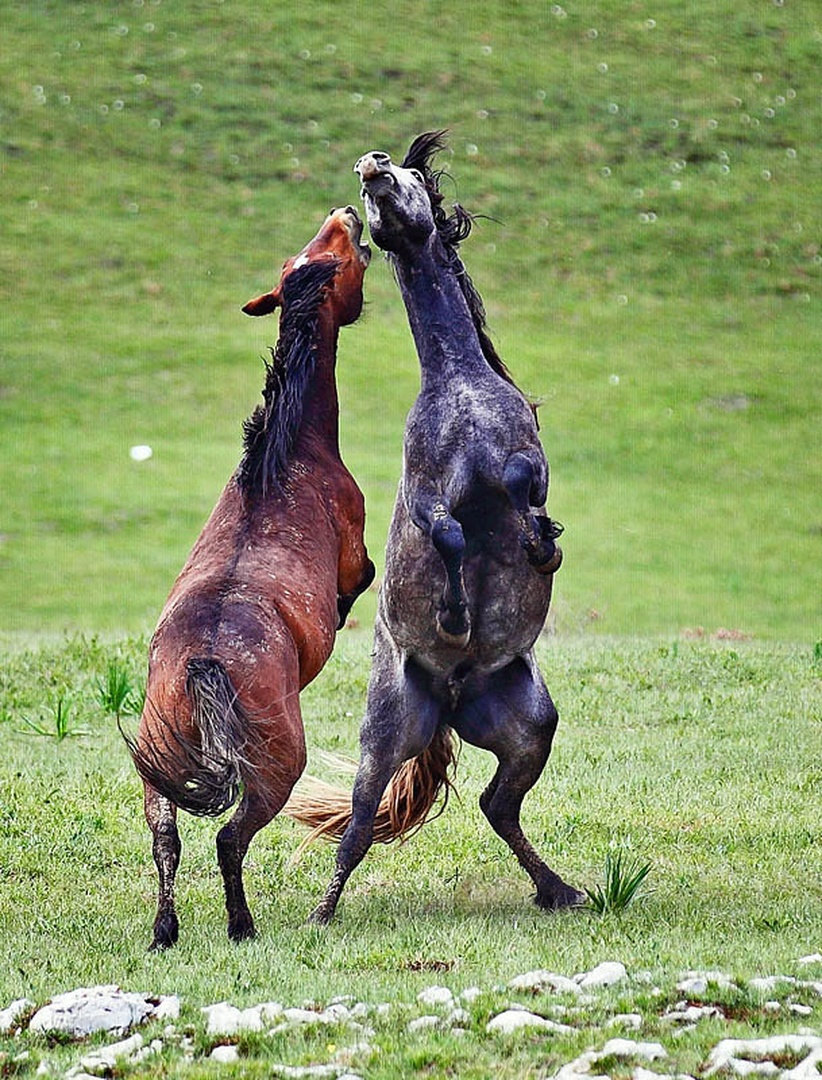 Wild Horses by Goran Jovic