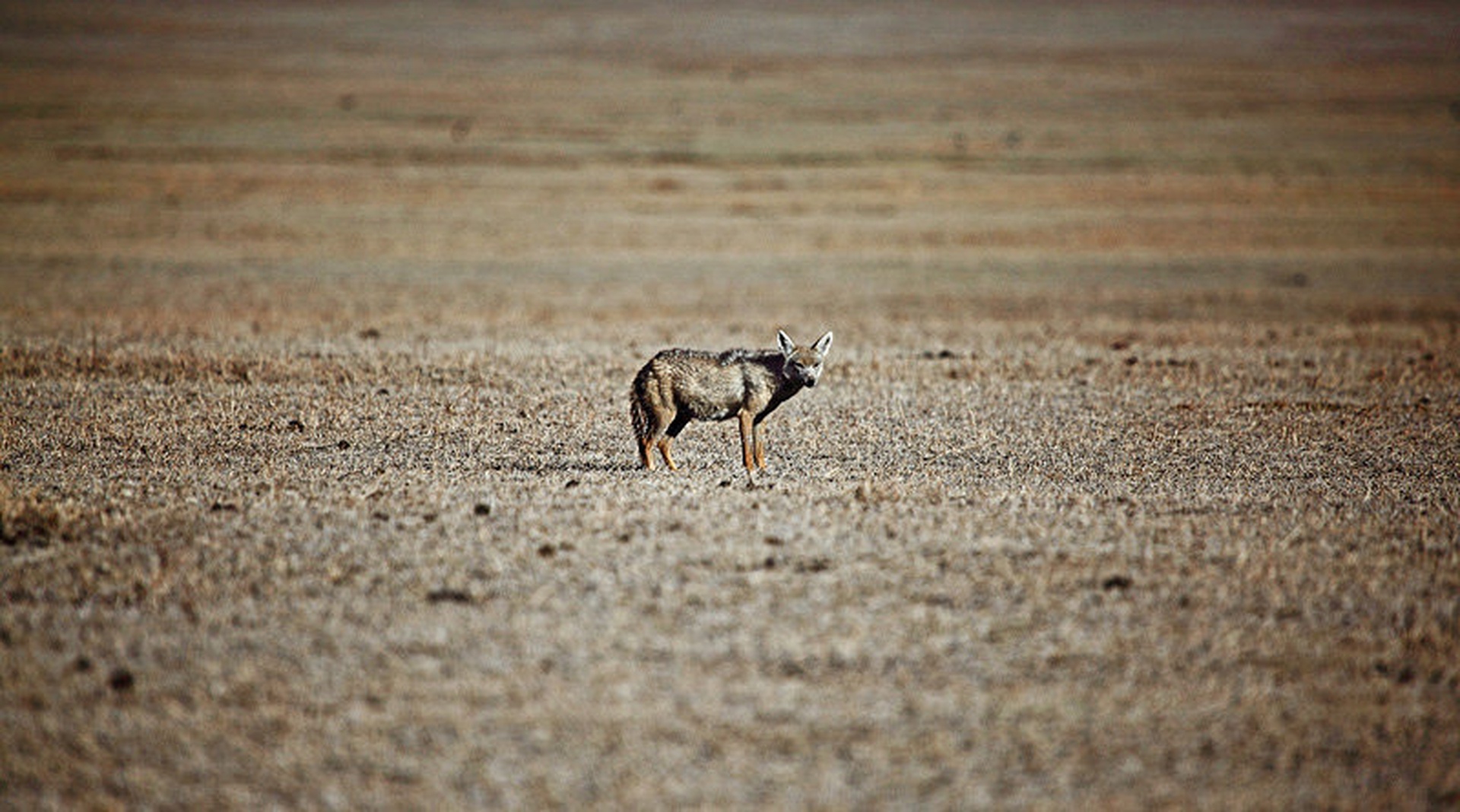 Desert Jackal by Goran Jovic
