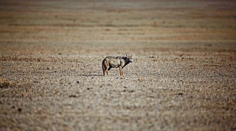Desert Jackal by Goran Jovic
