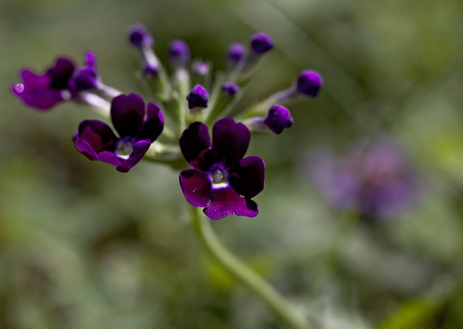 verbena by