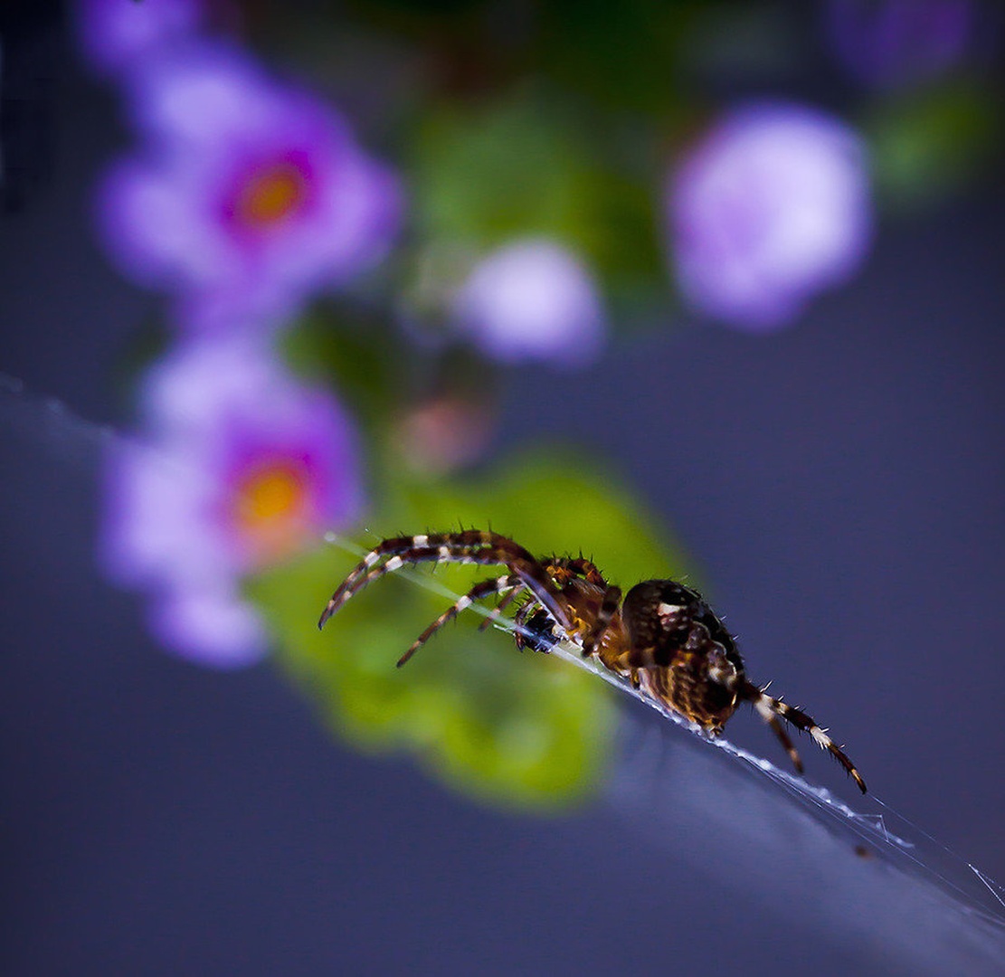 vsiljivec by