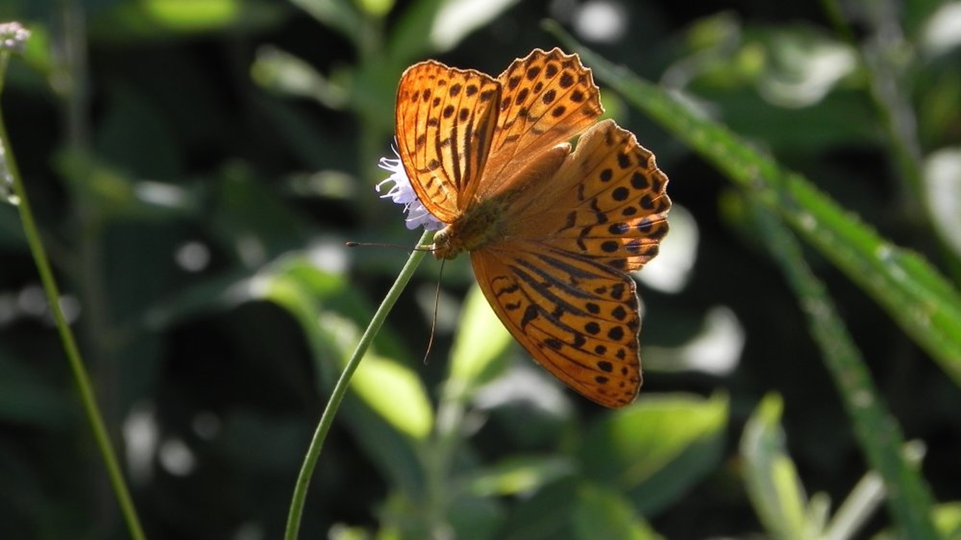 Argynnis paphia - gospica by