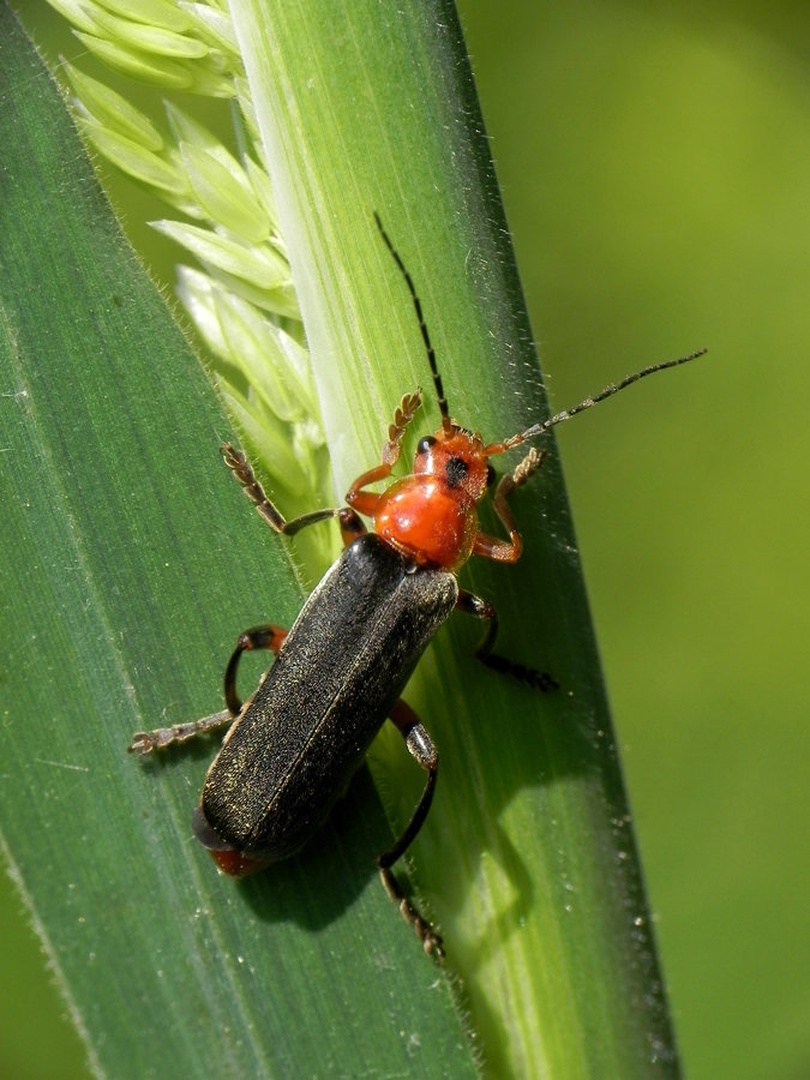 Cantharis sp. (sneženka) by