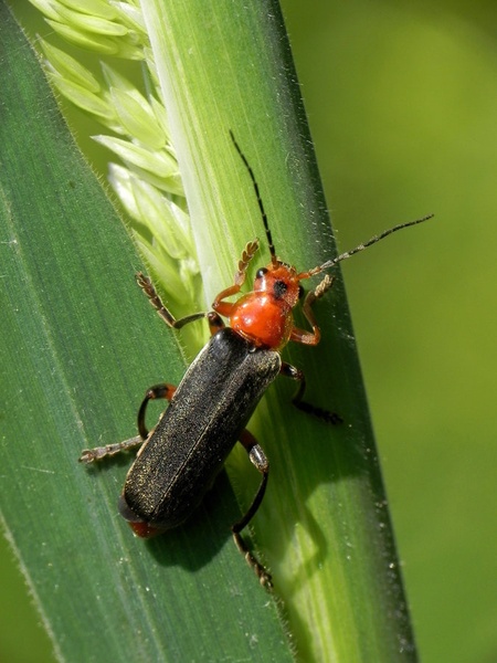 Cantharis sp. (sneženka) by MartinS