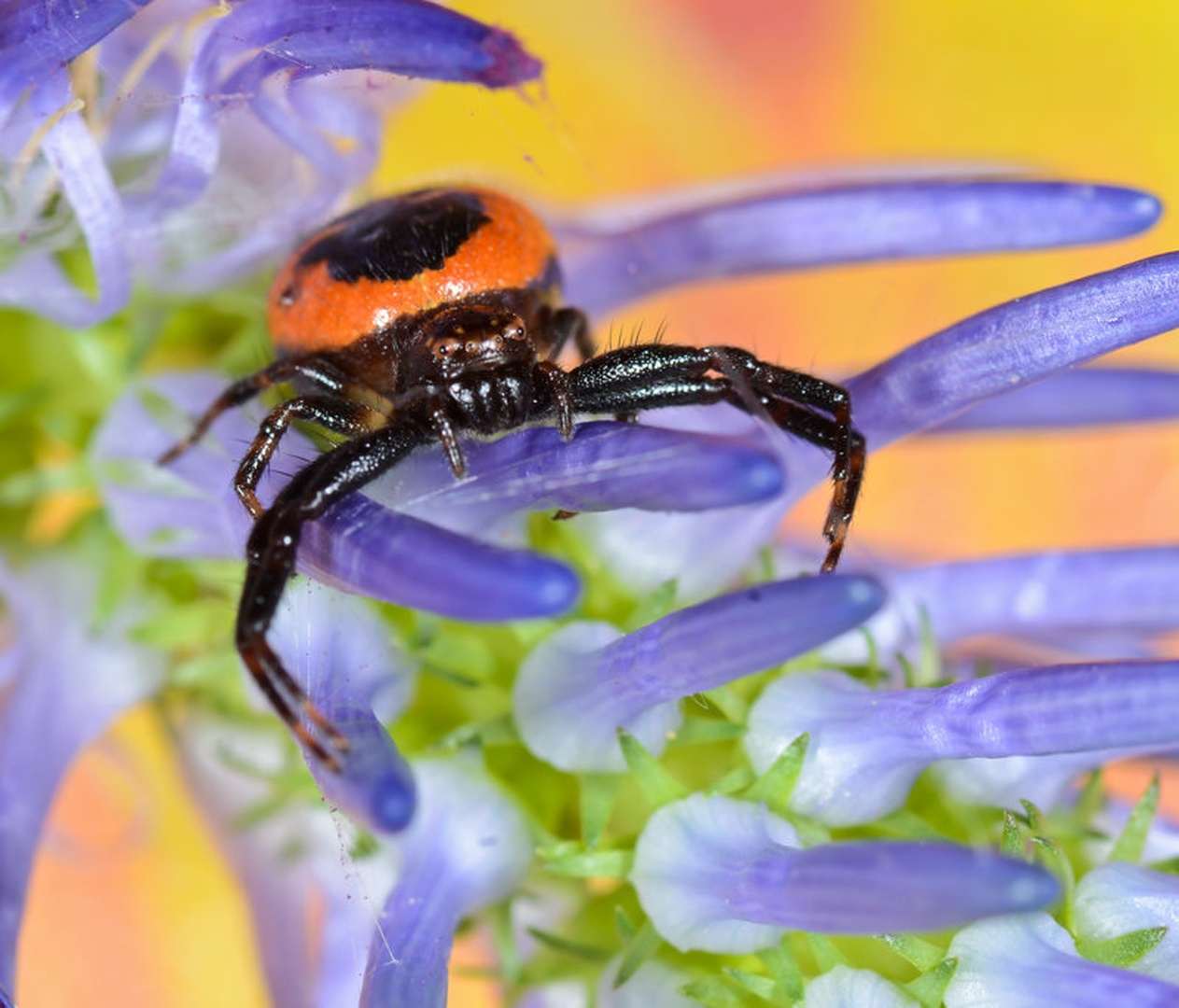 Synema globosum-rdeči rakovičar by