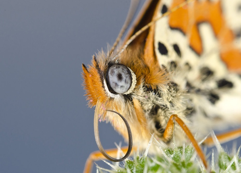 Rdeči pisanček - Melitaea didyma by MartinS