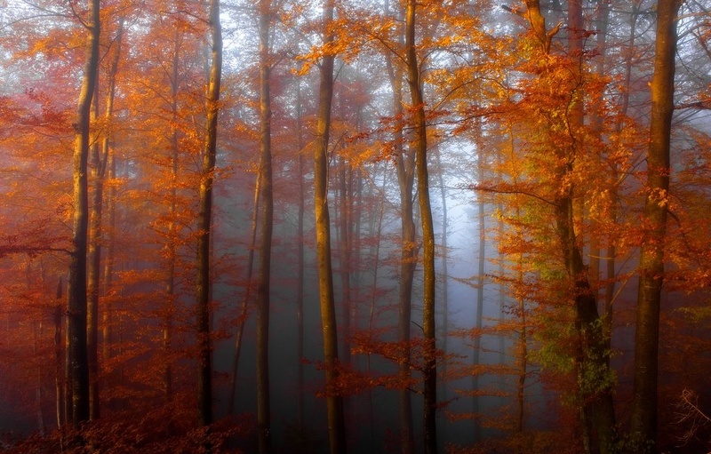 Red dreams by Rems