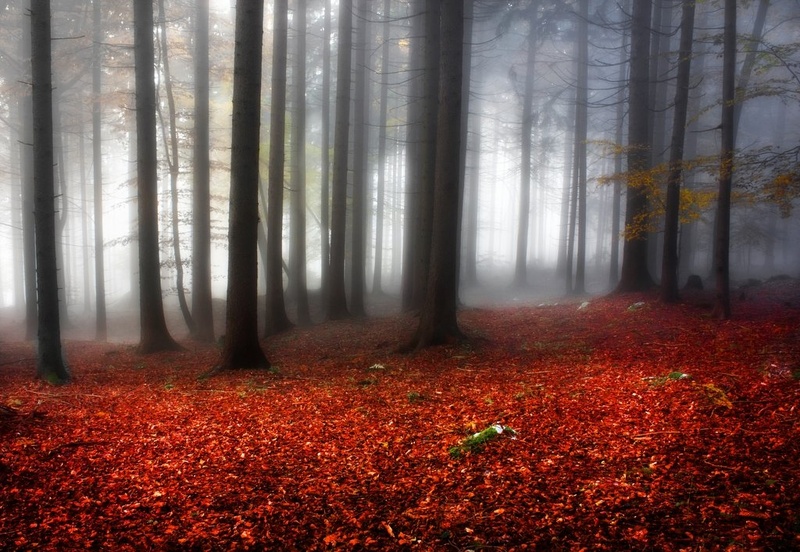 Fall by Rems