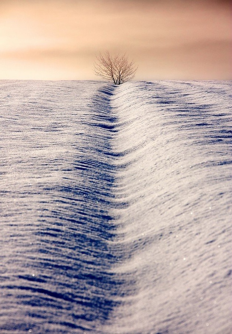 Tree by