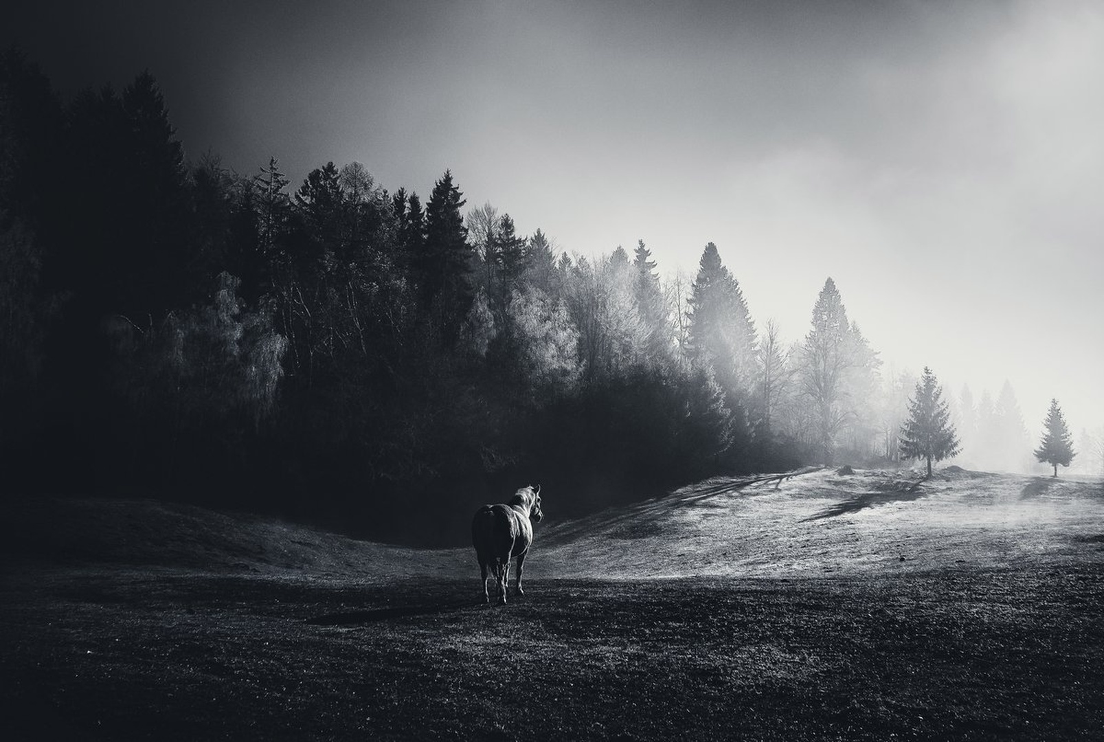 In the morning light by