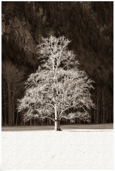 Lonely tree by Karly