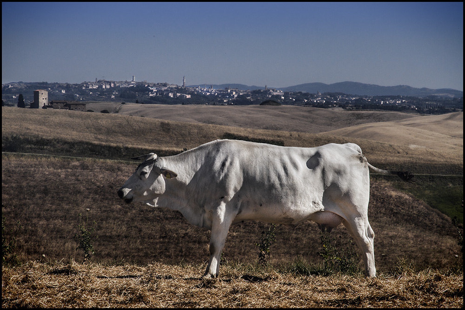 Toskanka by Dušan Brezovnik