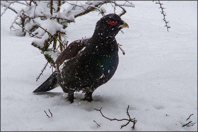 Kdaj bo spet pomlad? by Dušan Brezovnik