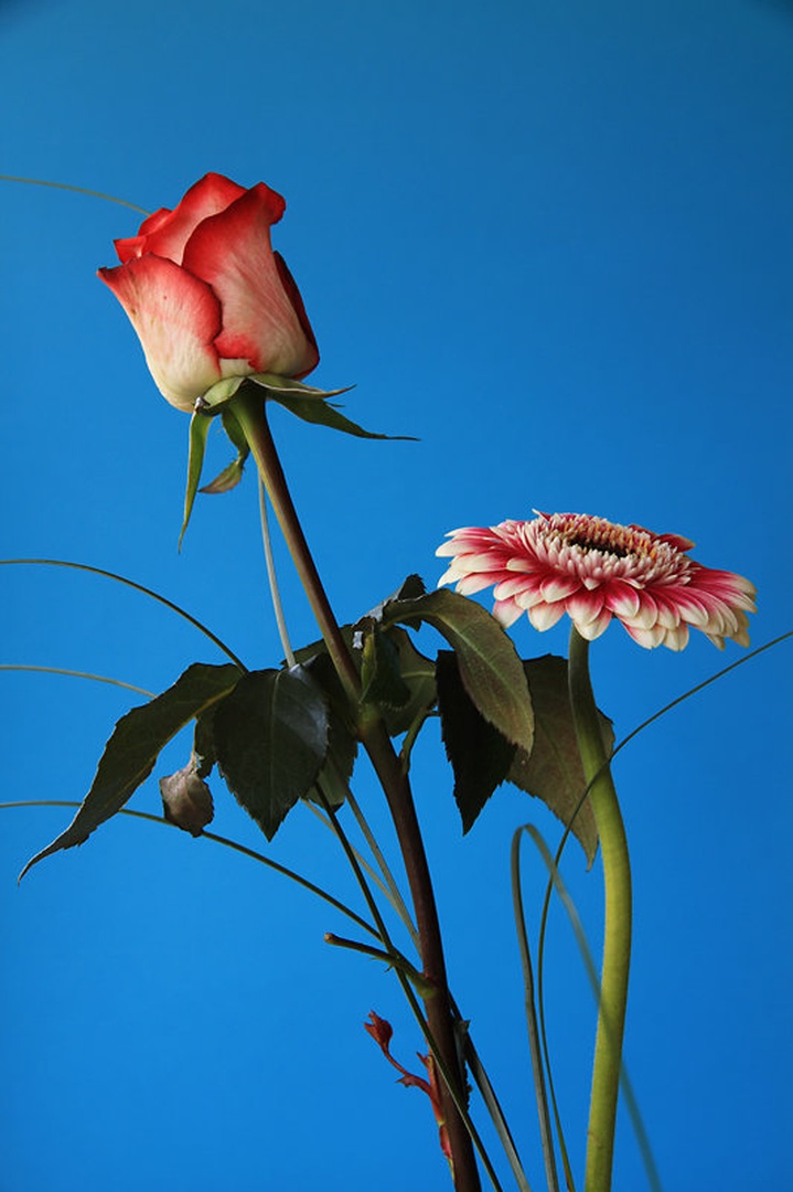 Vrtnica in gerbera... by Dušan Brezovnik