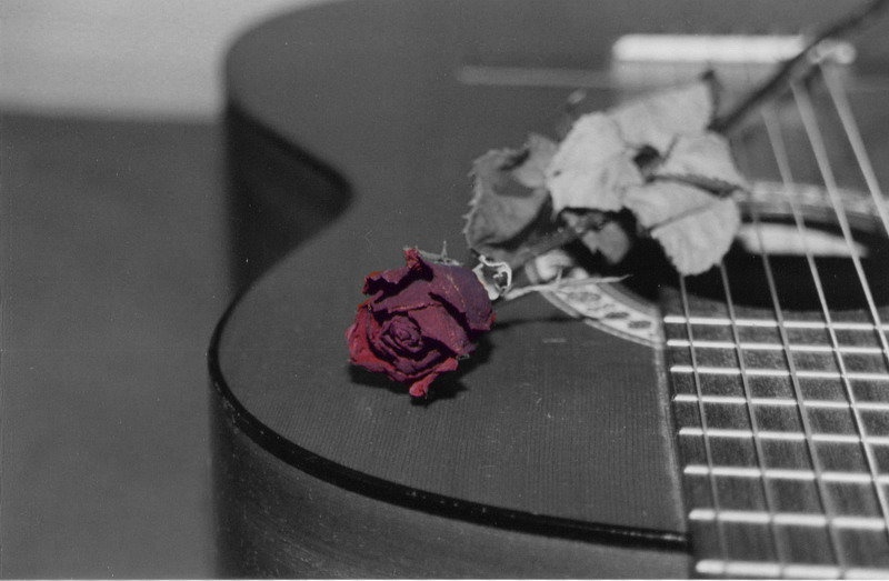 Rose by HaRl3y