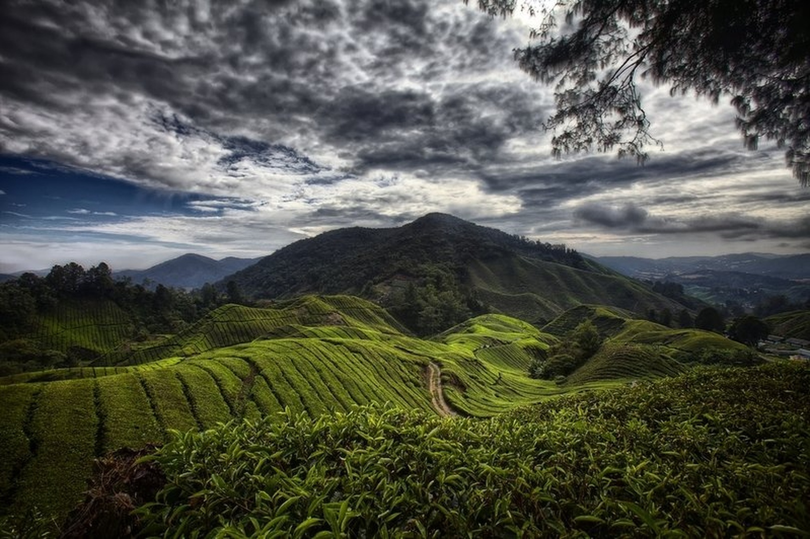 Tea plantation by
