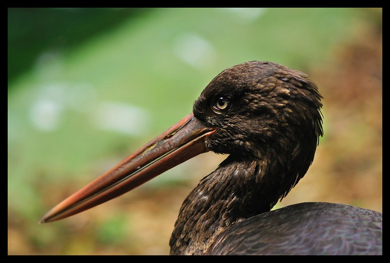 The bird by NIkonD