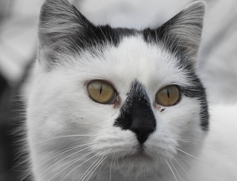 The eyes by Tanja FRANK