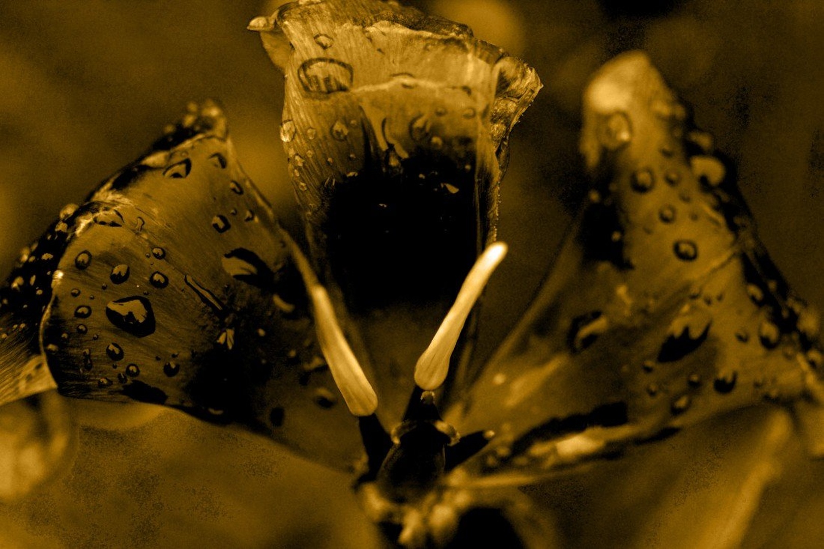Tulipan v zrelih letih:) by david