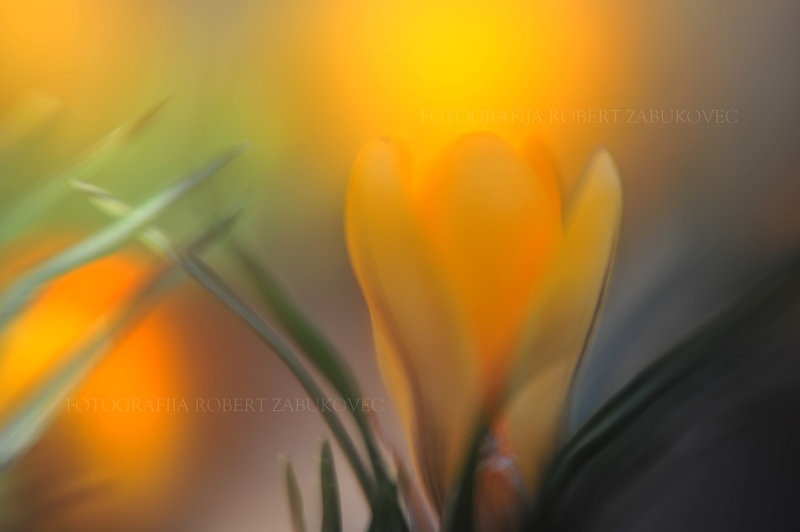 Oranžna by Robert Zabukovec