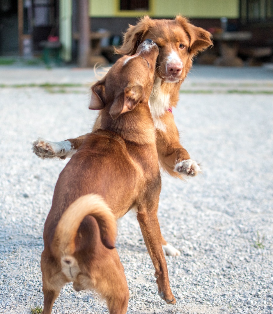 Ginger's dance by Maja Rozman