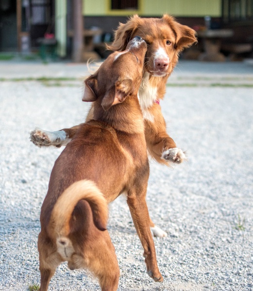 Ginger's dance by Maja Rozman