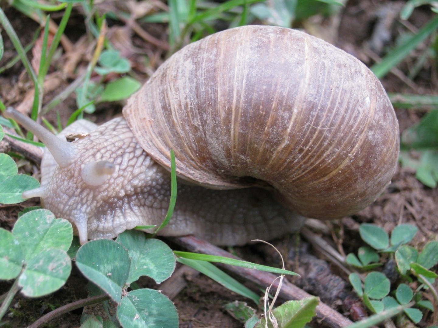 snail by branka