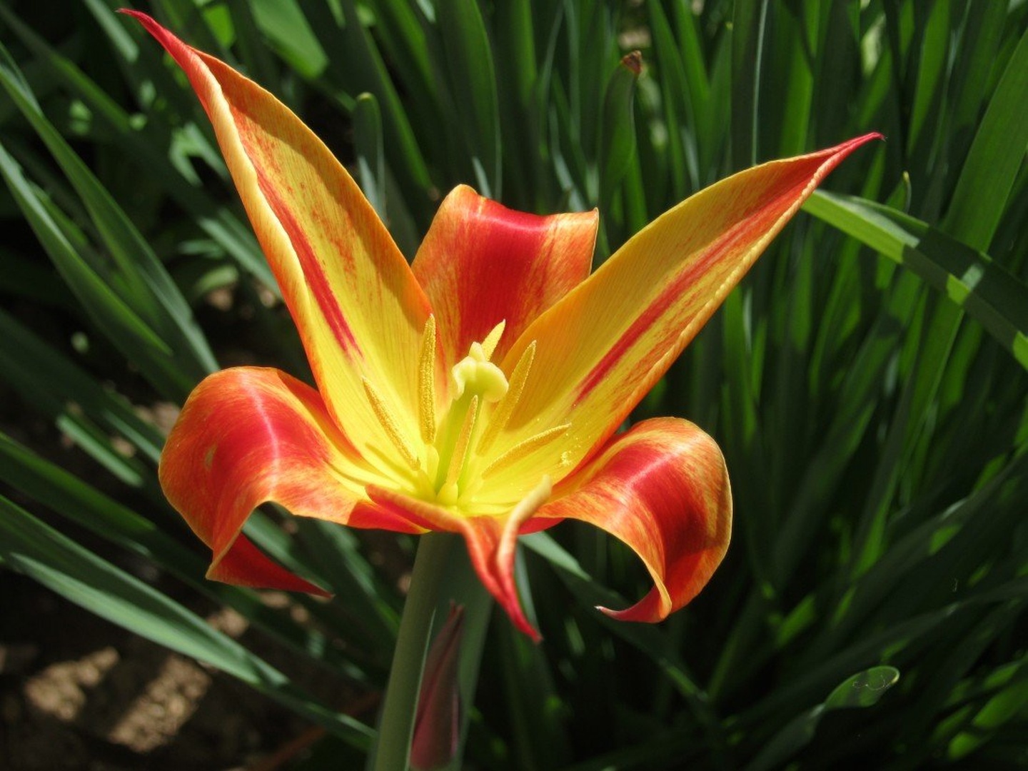 tulip by branka