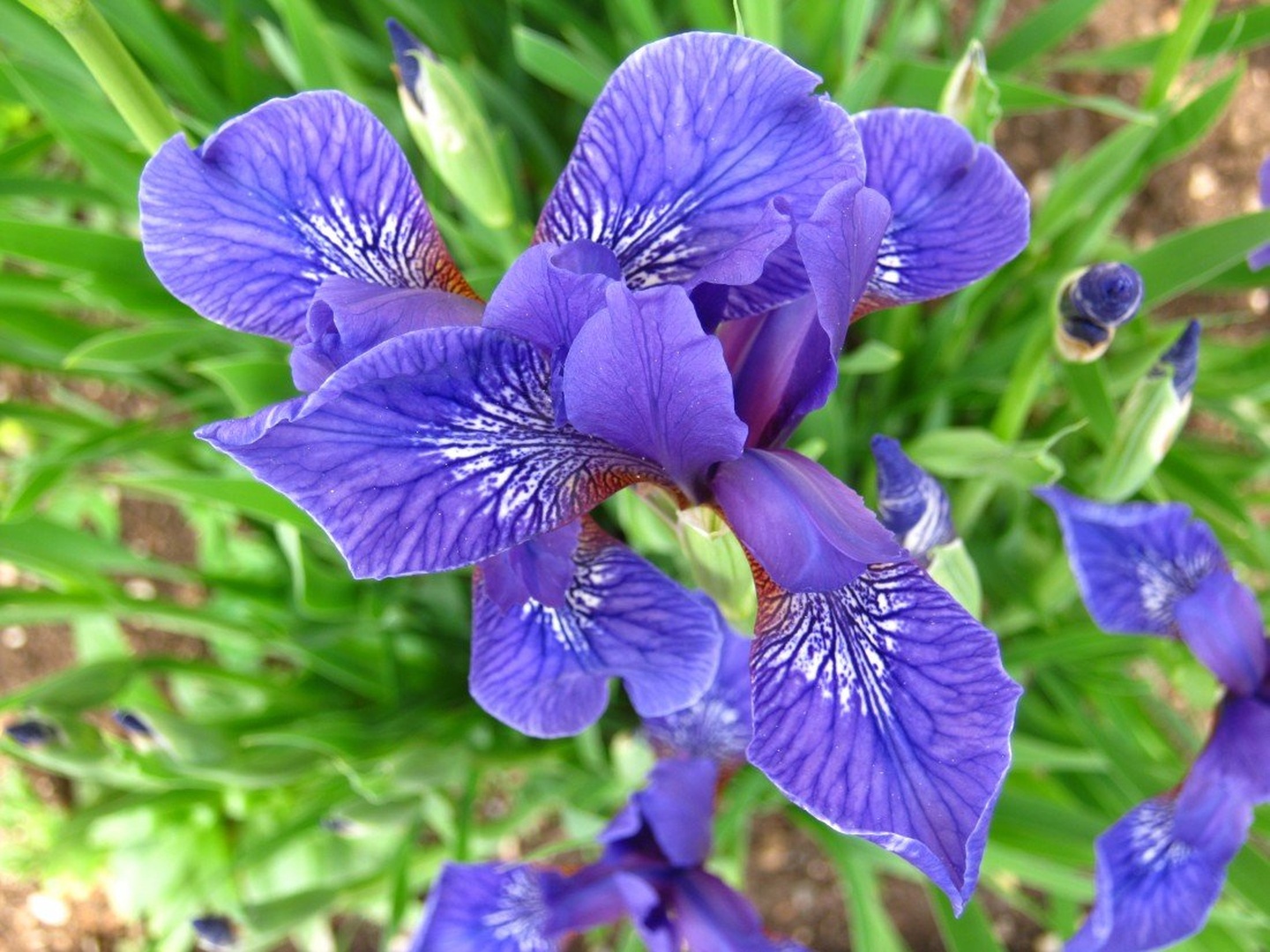iris by branka