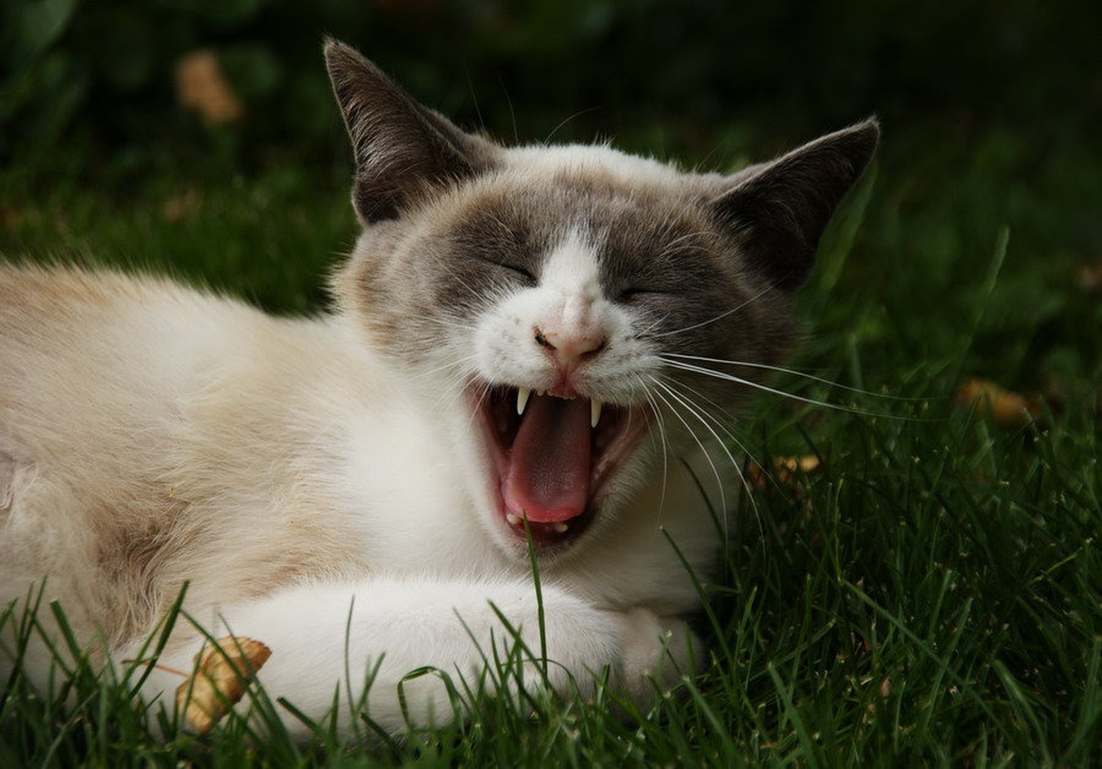 Ha ha ha ha by fototvor