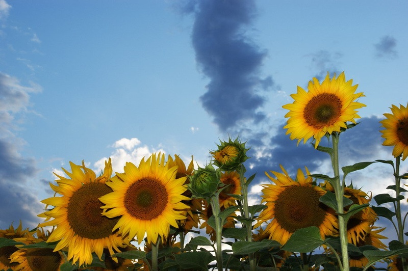 Sunflower by fototvor