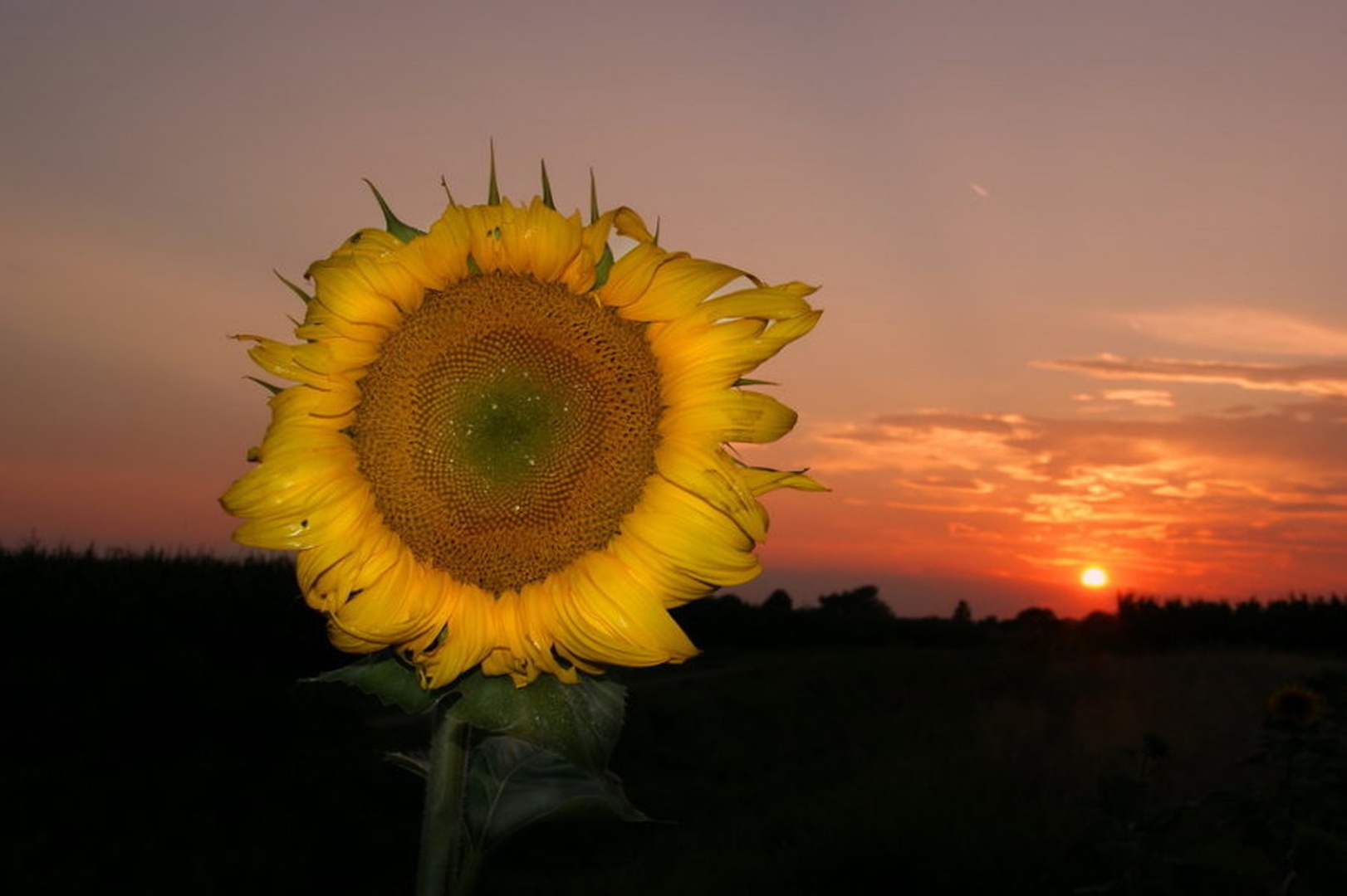 Sunflowersunset by fototvor