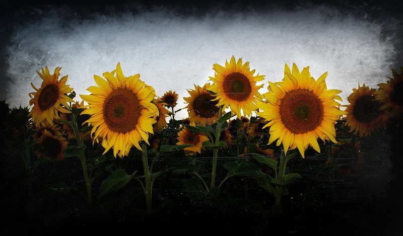 Sunflowers by fototvor