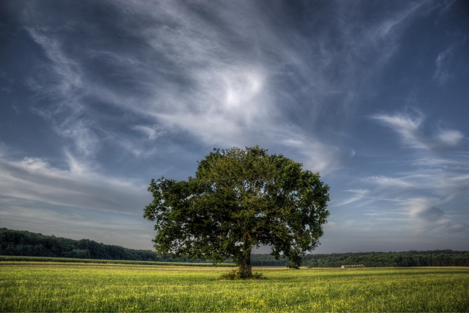 Osamljeno drevo by fototvor
