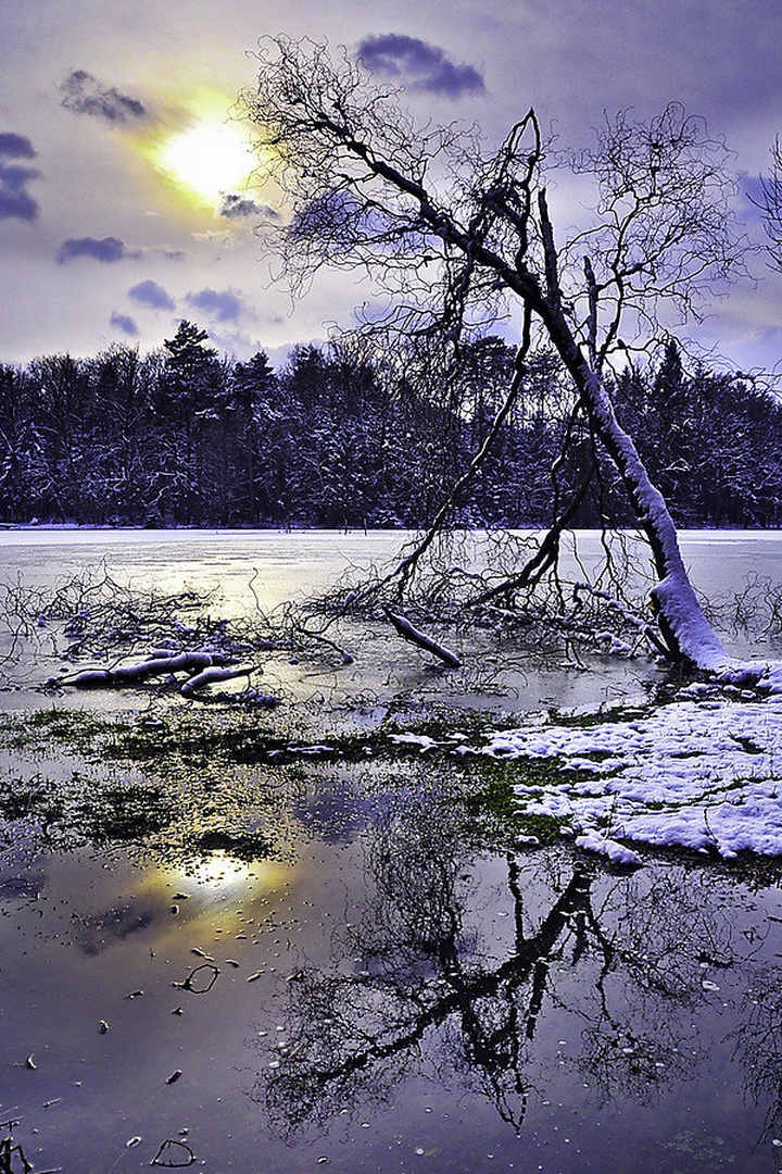 Vrba by AndrejS