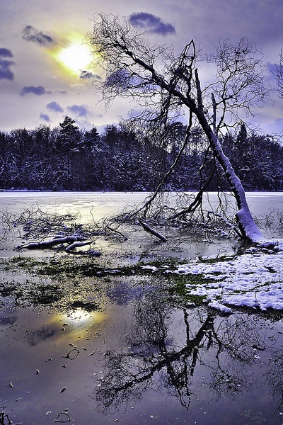 Vrba by AndrejS