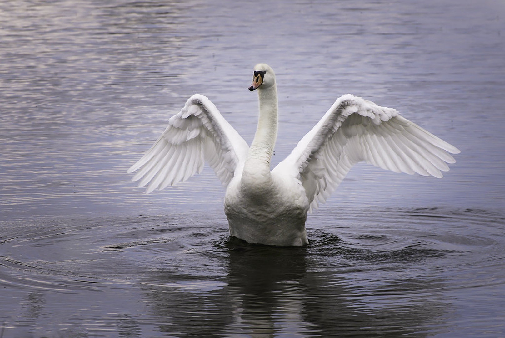 King of the pond by AndrejS