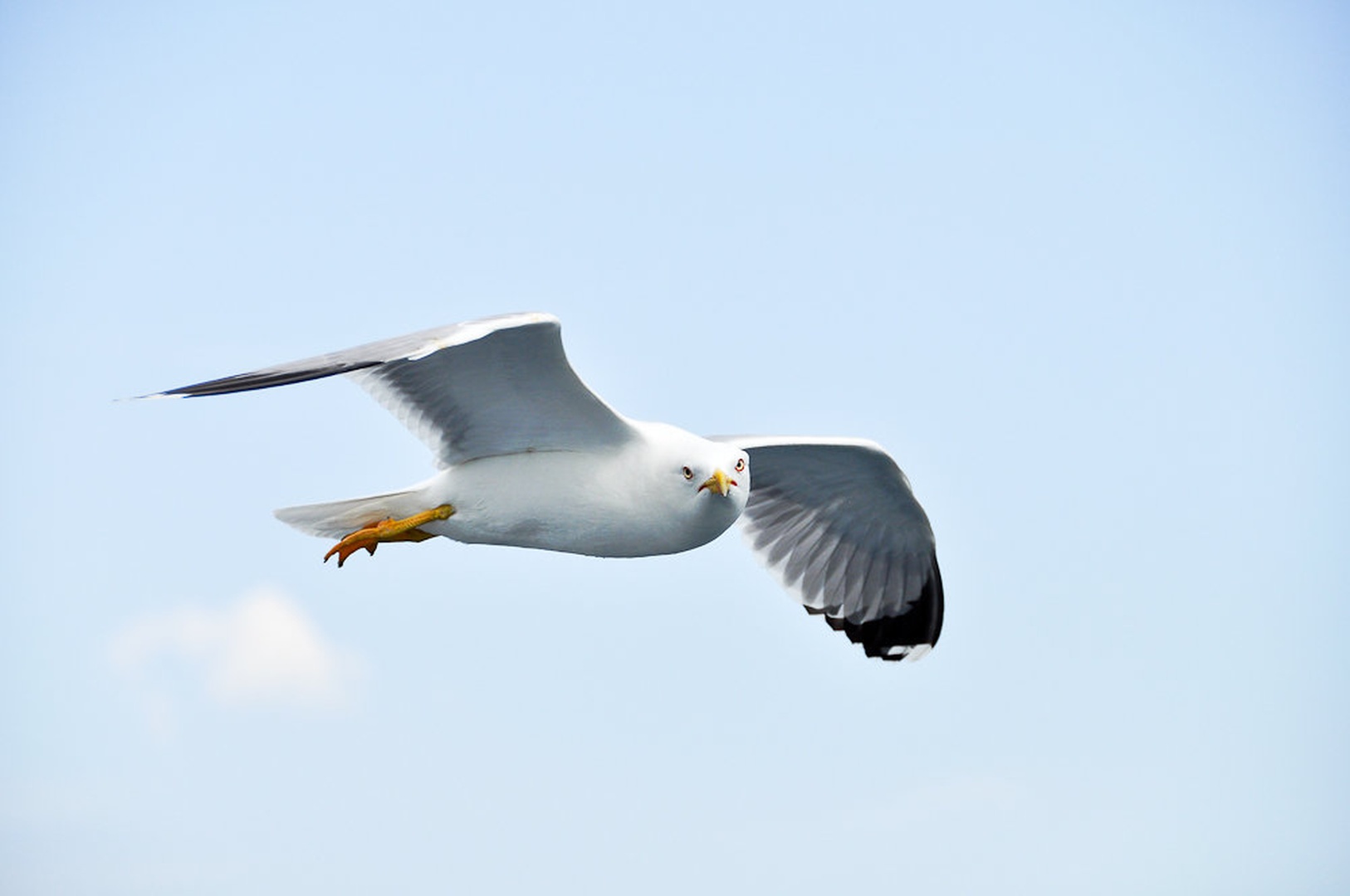 Eagle of the Seas by AndrejS