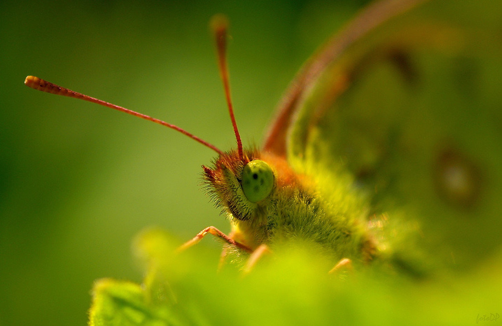 Pegice... by Donat Piber