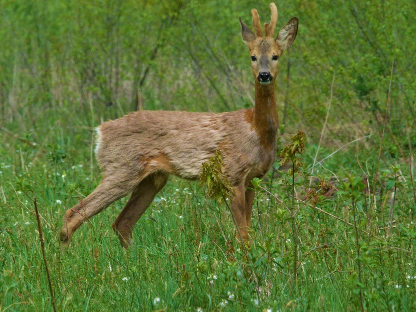 srnjak by miha predalič