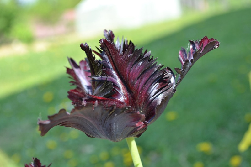 tulipan by Muster