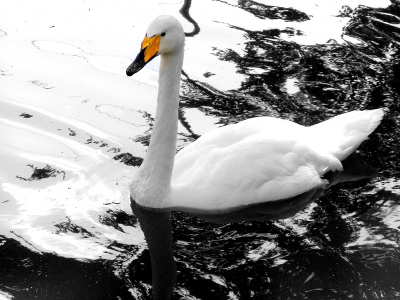 labod by Vanja Bombek