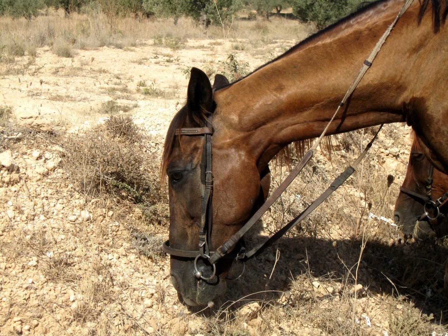 Horse in Africa by Vanja Bombek