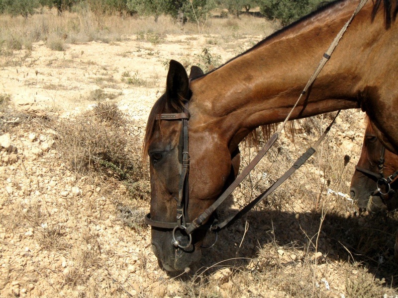 Horse in Africa by Vanja Bombek