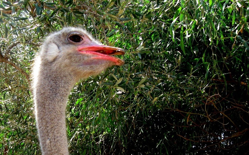 African ostrich by Vanja Bombek